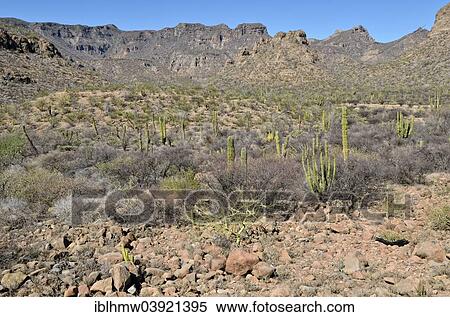 "Cactus steppe in the foothills of the Sierra de la Giganta, Highway 1, Loreto Region, Baja California Sur, Mexico, North America" View Large Photo Image Stock Photography - "Cactus steppe in the foothills of the Sierra de la Giganta, Highway 1, Loreto Region, Baja California Sur, Mexico, North America". Fotosearch
