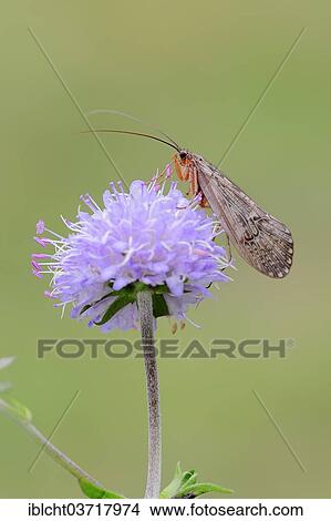 "Caddis Fly (Halesus tesselatus) on the flower of a Devil's-bit Scabious (Succisa pratensis), North Rhine-Westphalia, Germany, Europe" View Large Photo Image Picture - "Caddis Fly (Halesus tesselatus) on the flower of a Devil's-bit Scabious (Succisa pratensis), North Rhine-Westphalia, Germany, Europe". Fotosearch