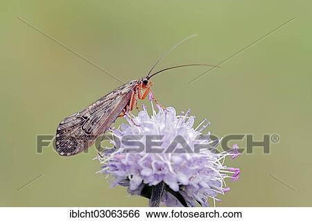 "Caddis Fly (Halesus tesselatus) on the flower of a Devil's-bit Scabious (Succisa pratensis), North Rhine-Westphalia, Germany, Europe" View Large Photo Image Stock Photograph - "Caddis Fly (Halesus tesselatus) on the flower of a Devil's-bit Scabious (Succisa pratensis), North Rhine-Westphalia, Germany, Europe". Fotosearch
