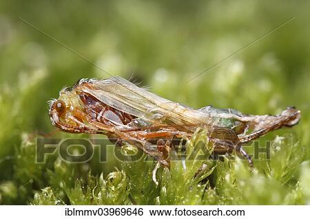 "Caddisfly (Trichoptera) emerging, Mecklenburg Lake District, Mecklenburg-Western Pomerania, Germany, Europe" View Large Photo Image Stock Photograph - "Caddisfly (Trichoptera) emerging, Mecklenburg Lake District, Mecklenburg-Western Pomerania, Germany, Europe". Fotosearch