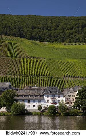 Cafe and country inn, Alt Piesport, surrounded by vineyards, Piesport, Moselle, Rhineland-Palatinate, Germany, Europe, PublicGround, Europe View Large Photo Image Stock Photo - Cafe and country inn, Alt Piesport, surrounded by vineyards, Piesport, Moselle, Rhineland-Palatinate, Germany, Europe, PublicGround, Europe. Fotosearch