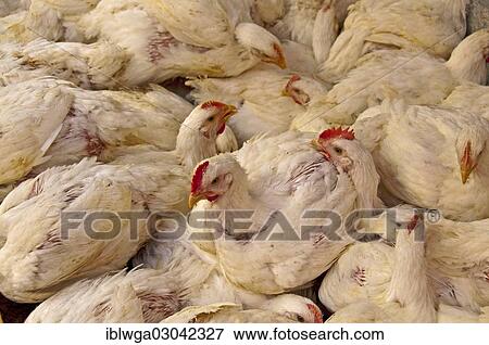 "Caged chickens (Gallus gallus domesticus), factory farming" View Large Photo Image Stock Photo - "Caged chickens (Gallus gallus domesticus), factory farming". Fotosearch