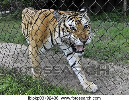 "Caged Tiger (Panthera tigris) hissing behind a fence, Phnom Penh, Cambodia, Asia" View Large Photo Image Stock Photograph - "Caged Tiger (Panthera tigris) hissing behind a fence, Phnom Penh, Cambodia, Asia". Fotosearch