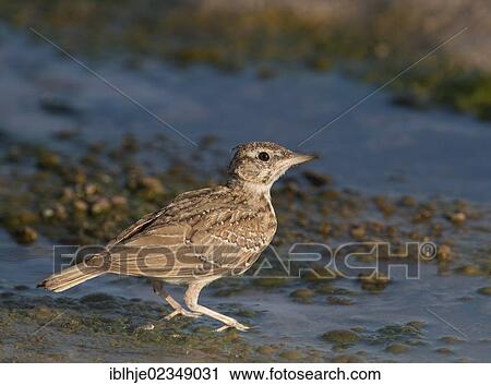 Stock Image - "Calandra Lark (Melanocorypha calandra) in breeding plumage, Lesbos, Greece, Europe". Fotosearch