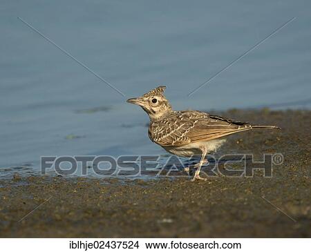 Picture - "Calandra Lark (Melanocorypha calandra), nesting plumage, Lesbos, Greece, Europe". Fotosearch