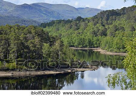 "Caledonian pines (Pinus sp. ), Glen Affric, Cannich near Inverness, Scotland, United Kingdom, Europe" View Large Photo Image Stock Image - "Caledonian pines (Pinus sp. ), Glen Affric, Cannich near Inverness, Scotland, United Kingdom, Europe". Fotosearch