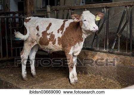 "Calf in the barn, Bavaria, Germany, Europe" View Large Photo Image Stock Image - "Calf in the barn, Bavaria, Germany, Europe". Fotosearch