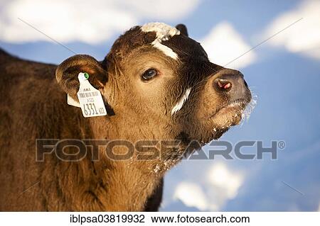 "Calf in the snow, half-breed Angus and Simmental Cattle, North Tyrol, Austria, Europe" View Large Photo Image Stock Image - "Calf in the snow, half-breed Angus and Simmental Cattle, North Tyrol, Austria, Europe". Fotosearch