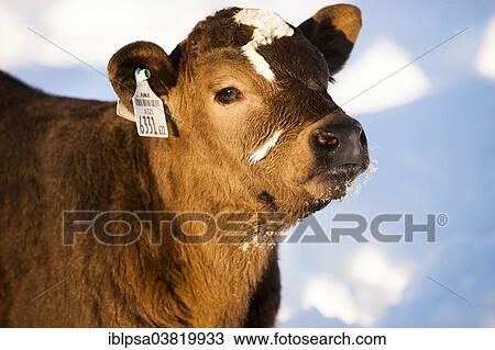 "Calf in the snow, half-breed Angus and Simmental Cattle, North Tyrol, Austria, Europe" View Large Photo Image Stock Image - "Calf in the snow, half-breed Angus and Simmental Cattle, North Tyrol, Austria, Europe". Fotosearch