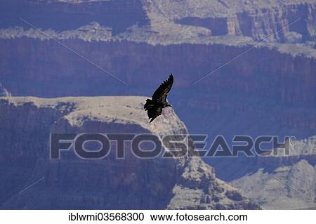 "California Condor (Gymnogyps californianus), endangered species, female, juvenile, Grand Canyon National Park, Arizona, United States, North America" View Large Photo Image Stock Image - "California Condor (Gymnogyps californianus), endangered species, female, juvenile, Grand Canyon National Park, Arizona, United States, North America". Fotosearch