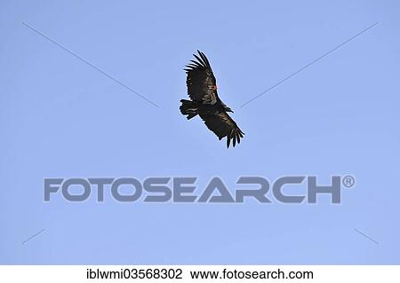 "California Condor (Gymnogyps californianus), endangered species, female, juvenile, Grand Canyon National Park, Arizona, United States, North America" View Large Photo Image Stock Image - "California Condor (Gymnogyps californianus), endangered species, female, juvenile, Grand Canyon National Park, Arizona, United States, North America". Fotosearch