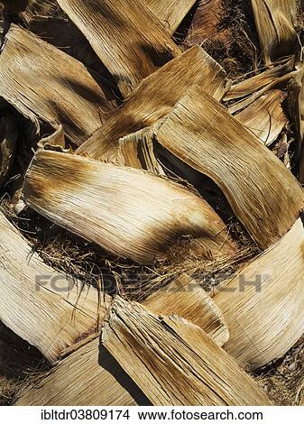 "California Fan Palm (Washingtonia filifera), detailed view of the bark with pruned leaves, Death Valley National Park, California, USA" View Large Photo Image Picture - "California Fan Palm (Washingtonia filifera), detailed view of the bark with pruned leaves, Death Valley National Park, California, USA". Fotosearch