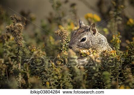 "California Ground Squirrel (Otospermophilus beecheyi), California, USA" View Large Photo Image Picture - "California Ground Squirrel (Otospermophilus beecheyi), California, USA". Fotosearch
