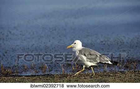 "California Gull (Larus argentatus californicus) feeding on Brine shrimps (Artemia monica), sourrounded by shore flies (Ephydra hians), Mono Lake, a saline soda lake, South Tufa Area, Mono Basin and Range region, Sierra Nevada, California, USA" View Large Photo Image Stock Photo - "California Gull (Larus argentatus californicus) feeding on Brine shrimps (Artemia monica), sourrounded by shore flies (Ephydra hians), Mono Lake, a saline soda lake, South Tufa Area, Mono Basin and Range region, Sierra Nevada, California, USA". Fotosearch