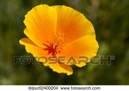 "California Poppy (Eschscholzia californica), close-up of a flower" View Large Photo Image Picture - "California Poppy (Eschscholzia californica), close-up of a flower". Fotosearch