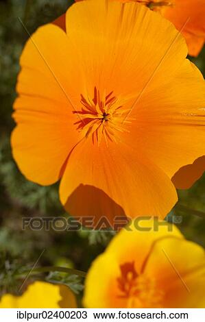 Stock Image - "California Poppy (Eschscholzia californica), close-up of a flower". Fotosearch
