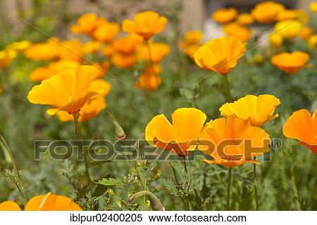 Stock Photography - California Poppy (Eschscholzia californica). Fotosearch