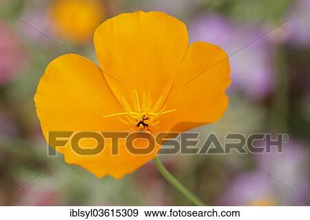 "California Poppy or Cup of Gold (Eschscholzia californica) in a greenhouse, botanical gardens of The Eden Project, St Austell, Cornwall, England, United Kingdom, Europe" View Large Photo Image Stock Photo - "California Poppy or Cup of Gold (Eschscholzia californica) in a greenhouse, botanical gardens of The Eden Project, St Austell, Cornwall, England, United Kingdom, Europe". Fotosearch