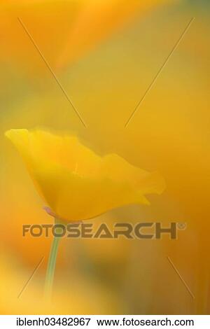 "California Poppy or Golden Poppy (Escholzia californica), Haren, Emsland, Lower Saxony, Germany, Europe" View Large Photo Image Stock Photo - "California Poppy or Golden Poppy (Escholzia californica), Haren, Emsland, Lower Saxony, Germany, Europe". Fotosearch