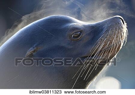 "California Sea Lion (Zalophus californianus), male, captive, Germany, Europe" View Large Photo Image Stock Image - "California Sea Lion (Zalophus californianus), male, captive, Germany, Europe". Fotosearch