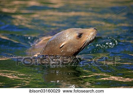 Stock Photo - "California Sea Lion (Zalophus californianus), adult female swimming in water, captive, Zoo Krefeld, Krefeld, North Rhine-Westphalia, Germany, Europe". Fotosearch