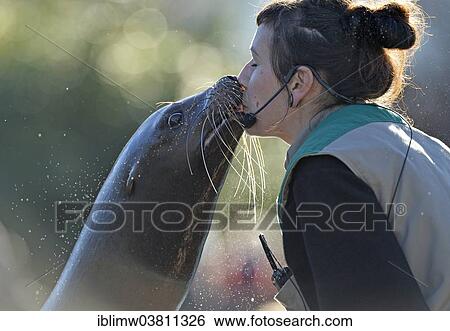 "California Sea Lion (Zalophus californianus), female kissing zookeeper, Baden-Wurttemberg, Germany, Europe" View Large Photo Image Stock Photograph - "California Sea Lion (Zalophus californianus), female kissing zookeeper, Baden-Wurttemberg, Germany, Europe". Fotosearch