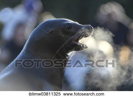"California Sea Lion (Zalophus californianus), female, captive, Germany, Europe" View Large Photo Image Stock Photography - "California Sea Lion (Zalophus californianus), female, captive, Germany, Europe". Fotosearch