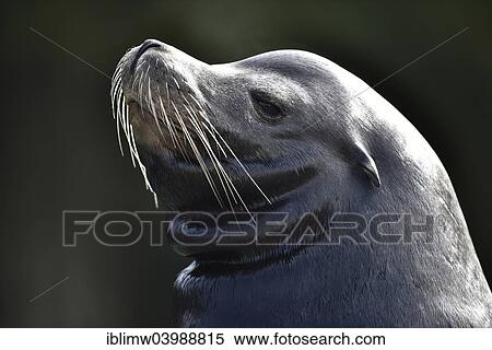 "California Sea Lion (Zalophus californianus), male, captive" View Large Photo Image Stock Photography - "California Sea Lion (Zalophus californianus), male, captive". Fotosearch