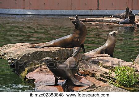 "California Sea Lions (Zalophus californianus) being fed, Nuremberg Zoo, Am Tiergarten 30, Nuremberg, Middle Franconia, Bavaria, Germany, Europe" View Large Photo Image Stock Photo - "California Sea Lions (Zalophus californianus) being fed, Nuremberg Zoo, Am Tiergarten 30, Nuremberg, Middle Franconia, Bavaria, Germany, Europe". Fotosearch