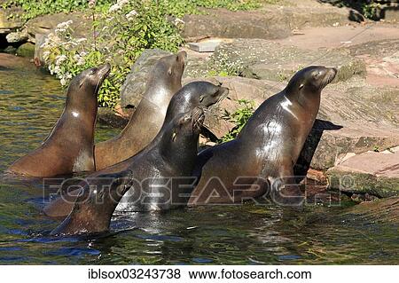 "California Sea Lions (Zalophus californianus), native to North America, group in water, captive, Neuwied, Rhineland-Palatinate, Germany, Europe" View Large Photo Image Stock Photo - "California Sea Lions (Zalophus californianus), native to North America, group in water, captive, Neuwied, Rhineland-Palatinate, Germany, Europe". Fotosearch