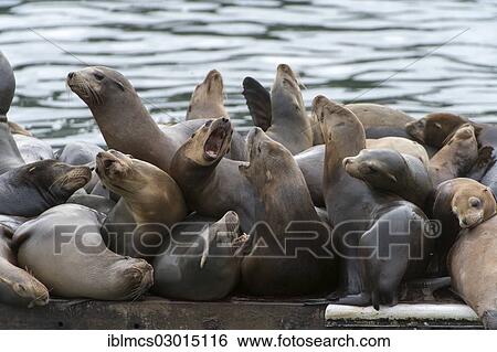 "California Sea Lions (Zalophus californianus), Moss landing, Monetrey, California, United States, North America" View Large Photo Image Stock Photograph - "California Sea Lions (Zalophus californianus), Moss landing, Monetrey, California, United States, North America". Fotosearch