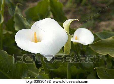 "Calla lily (Zantedeschia aethiopica), Algarve, Portugal, Europe" View Large Photo Image Stock Image - "Calla lily (Zantedeschia aethiopica), Algarve, Portugal, Europe". Fotosearch