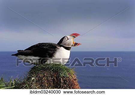 "Calling Atlantic Puffin (Fratercula arctica), Latrabjarg, Westfjords, Iceland, Europe" View Large Photo Image Stock Image - "Calling Atlantic Puffin (Fratercula arctica), Latrabjarg, Westfjords, Iceland, Europe". Fotosearch