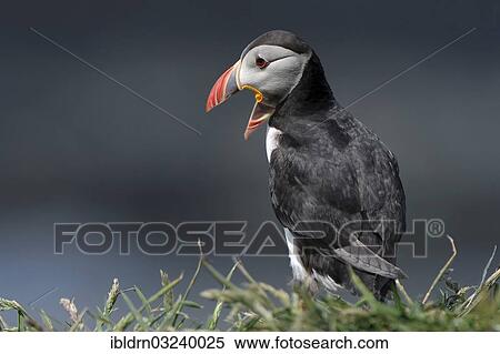 "Calling Atlantic Puffin (Fratercula arctica), Lunga, Slate Islands, Scottland, United Kingdom, Europe" View Large Photo Image Stock Photography - "Calling Atlantic Puffin (Fratercula arctica), Lunga, Slate Islands, Scottland, United Kingdom, Europe". Fotosearch
