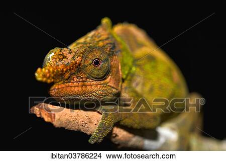 "Calumma malthe Chameleon (Calumma malthe), Voimana National Park, Madagascar, Africa" View Large Photo Image Picture - "Calumma malthe Chameleon (Calumma malthe), Voimana National Park, Madagascar, Africa". Fotosearch