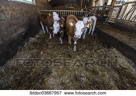 "Calves in a barn, Bavaria, Germany, Europe" View Large Photo Image Stock Photo - "Calves in a barn, Bavaria, Germany, Europe". Fotosearch