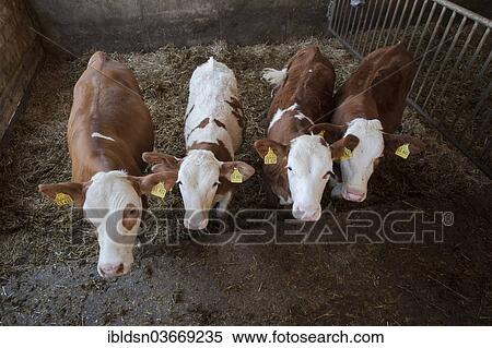 "Calves in a barn, Bavaria, Germany, Europe" View Large Photo Image Stock Photography - "Calves in a barn, Bavaria, Germany, Europe". Fotosearch