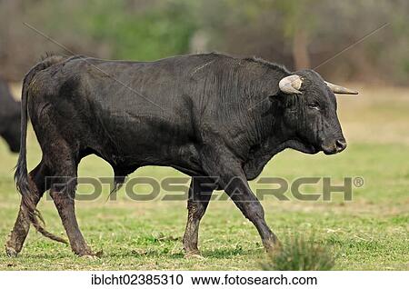 "Camargue Bull (Bos primigenius taurus), bullfighting bull, Camargue, Provence, Southern France, Europe" View Large Photo Image Stock Image - "Camargue Bull (Bos primigenius taurus), bullfighting bull, Camargue, Provence, Southern France, Europe". Fotosearch