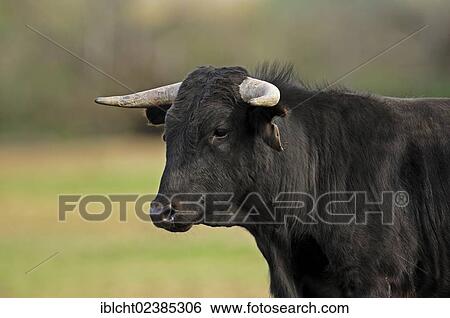 "Camargue Bull (Bos primigenius taurus), bullfighting bull, Camargue, Provence, Southern France, Europe" View Large Photo Image Stock Photograph - "Camargue Bull (Bos primigenius taurus), bullfighting bull, Camargue, Provence, Southern France, Europe". Fotosearch