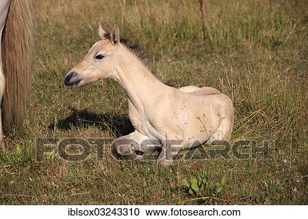 "Camargue horse (Equus ferus caballus) young foal, Saintes-Maries-de-la-Mer, Departement Bouches-du-Rhone, Region Provence-Alpes-Cote d? ÇÖAzur d? ÇÖAzur, France, Europe" View Large Photo Image Stock Image - "Camargue horse (Equus ferus caballus) young foal, Saintes-Maries-de-la-Mer, Departement Bouches-du-Rhone, Region Provence-Alpes-Cote d? ÇÖAzur d? ÇÖAzur, France, Europe". Fotosearch