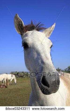 "Camargue horse (Equus ferus caballus) foal, portrait, Saintes-Maries-de-la-Mer, Departement Bouches-du-Rhone, Region Provence-Alpes-Cote d? ÇÖAzur d? ÇÖAzur, France, Europe" View Large Photo Image Stock Image - "Camargue horse (Equus ferus caballus) foal, portrait, Saintes-Maries-de-la-Mer, Departement Bouches-du-Rhone, Region Provence-Alpes-Cote d? ÇÖAzur d? ÇÖAzur, France, Europe". Fotosearch