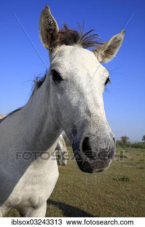Stock Image - "Camargue horse (Equus ferus caballus) foal, portrait, Saintes-Maries-de-la-Mer, Departement Bouches-du-Rhone, Region Provence-Alpes-Cote d? ÇÖAzur d? ÇÖAzur, France, Europe". Fotosearch