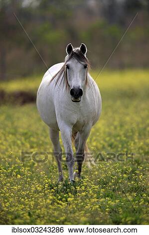 "Camargue horse (Equus ferus caballus), mare on a meadow, Saintes-Maries-de-la-Mer, Departement Bouches-du-Rhone, Region Provence-Alpes-Cote d? ÇÖAzur d? ÇÖAzur, France, Europe" View Large Photo Image Stock Photograph - "Camargue horse (Equus ferus caballus), mare on a meadow, Saintes-Maries-de-la-Mer, Departement Bouches-du-Rhone, Region Provence-Alpes-Cote d? ÇÖAzur d? ÇÖAzur, France, Europe". Fotosearch