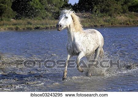 "Camargue horse (Equus ferus caballus) running through water, Saintes-Maries-de-la-Mer, Departement Bouches-du-Rhone, Region Provence-Alpes-Cote d? ÇÖAzur d? ÇÖAzur, France, Europe" View Large Photo Image Stock Photography - "Camargue horse (Equus ferus caballus) running through water, Saintes-Maries-de-la-Mer, Departement Bouches-du-Rhone, Region Provence-Alpes-Cote d? ÇÖAzur d? ÇÖAzur, France, Europe". Fotosearch