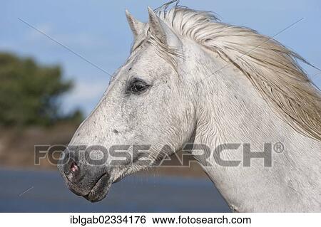 "Camargue horse, portrait, Bouches du Rhone, France, Europe" View Large Photo Image Stock Photograph - "Camargue horse, portrait, Bouches du Rhone, France, Europe". Fotosearch