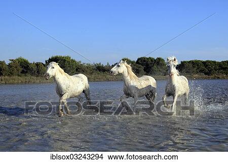 "Camargue horses (Equus ferus caballus) running through the water, Saintes-Maries-de-la-Mer, Departement Bouches-du-Rhone, Region Provence-Alpes-Cote d? ÇÖAzur d? ÇÖAzur, France, Europe" View Large Photo Image Picture - "Camargue horses (Equus ferus caballus) running through the water, Saintes-Maries-de-la-Mer, Departement Bouches-du-Rhone, Region Provence-Alpes-Cote d? ÇÖAzur d? ÇÖAzur, France, Europe". Fotosearch