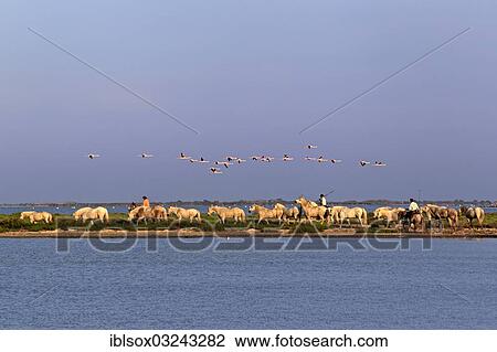 "Camargue horses (Equus ferus caballus) herd with riders, Saintes-Maries-de-la-Mer, Departement Bouches-du-Rhone, Region Provence-Alpes-Cote d? ÇÖAzur d? ÇÖAzur, France, Europe" View Large Photo Image Stock Image - "Camargue horses (Equus ferus caballus) herd with riders, Saintes-Maries-de-la-Mer, Departement Bouches-du-Rhone, Region Provence-Alpes-Cote d? ÇÖAzur d? ÇÖAzur, France, Europe". Fotosearch
