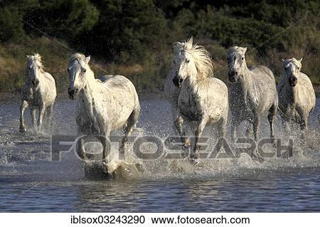 "Camargue horses (Equus ferus caballus) galloping through water, Saintes-Maries-de-la-Mer, Departement Bouches-du-Rhone, Region Provence-Alpes-Cote d? ÇÖAzur d? ÇÖAzur, France, Europe" View Large Photo Image Stock Image - "Camargue horses (Equus ferus caballus) galloping through water, Saintes-Maries-de-la-Mer, Departement Bouches-du-Rhone, Region Provence-Alpes-Cote d? ÇÖAzur d? ÇÖAzur, France, Europe". Fotosearch