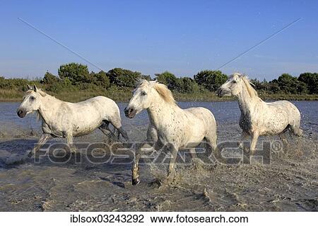 Stock Image - "Camargue horses (Equus ferus caballus) running through water, Saintes-Maries-de-la-Mer, Departement Bouches-du-Rhone, Region Provence-Alpes-Cote d? ÇÖAzur d? ÇÖAzur, France, Europe". Fotosearch