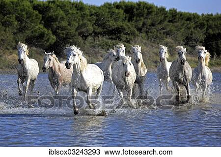 "Camargue horses (Equus ferus caballus) galloping through water, Saintes-Maries-de-la-Mer, Departement Bouches-du-Rhone, Region Provence-Alpes-Cote d? ÇÖAzur d? ÇÖAzur, France, Europe" View Large Photo Image Stock Image - "Camargue horses (Equus ferus caballus) galloping through water, Saintes-Maries-de-la-Mer, Departement Bouches-du-Rhone, Region Provence-Alpes-Cote d? ÇÖAzur d? ÇÖAzur, France, Europe". Fotosearch